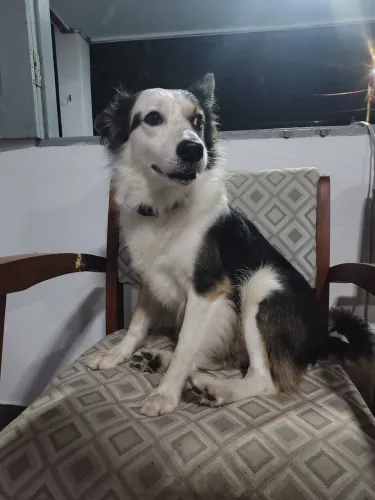 Cachorro para venda 