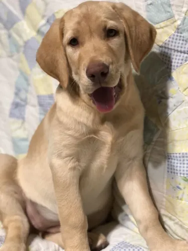 Filhotes De Labrador - O Filhote Perfeito Para Você Está Aqui 