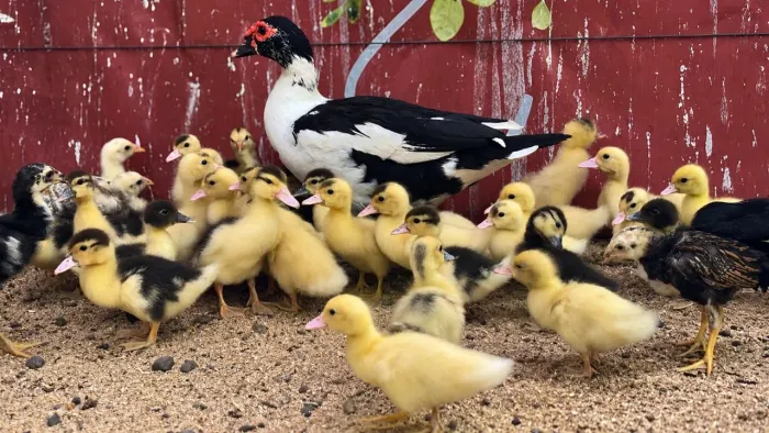 Filhotes de patos