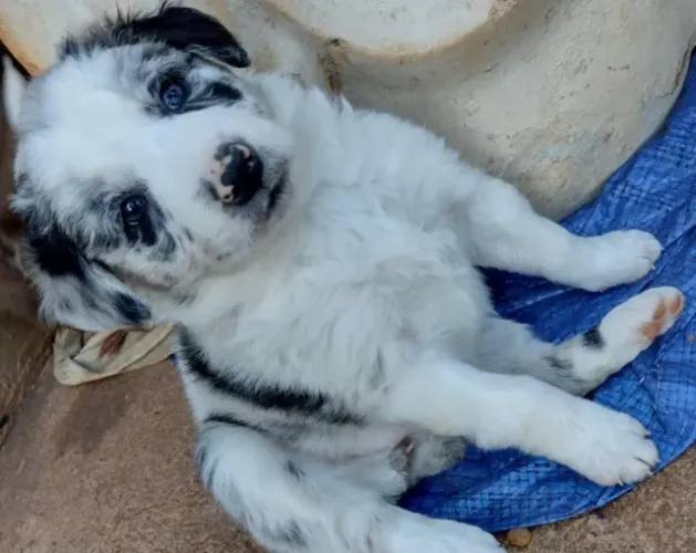 Border Collie com alto nível de aprendizado