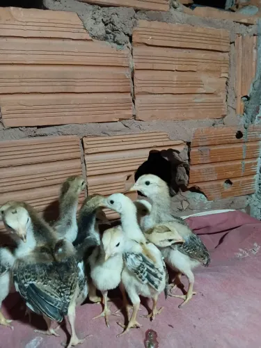 Pintinhos indio