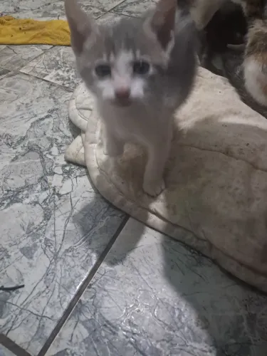 Estou doando filhotes de gatos