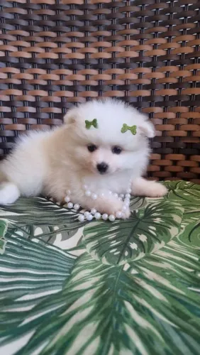 Lulu da Pomerania até 10 X sem juros cartão 