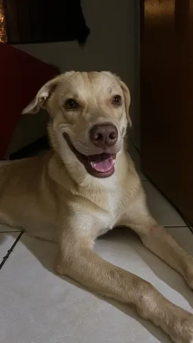 Cachorros para adoção