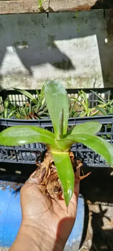 Mudas de Agave - Planta linda para jardim 