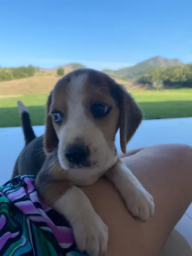 Filhote Beagle