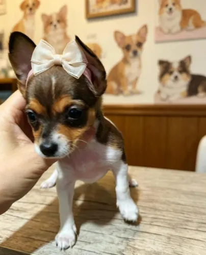 Mini Pinscher Fêmea Muito Carinhosa