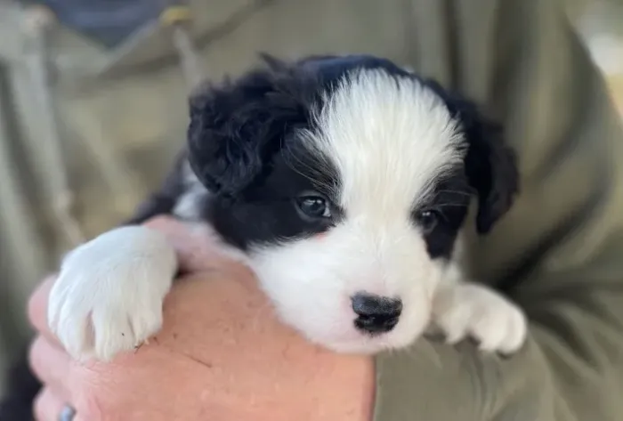 Filhotes de Border Collie | Filhotes com amor de sobra