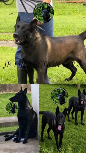 Pastor Belga de Malinois