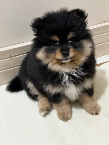 Spitz Alemão Anão (Lulu da Pomerânia) - 10x sem juros