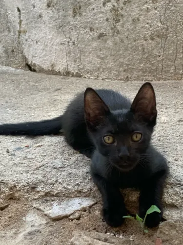 Filhote gato adoção 