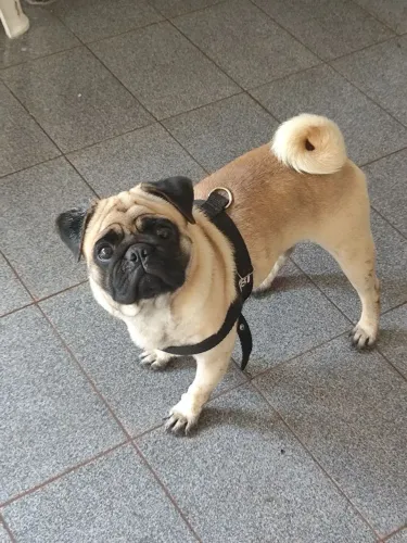 Procurando uma princesa pra cruzar com meu cachorrinho raça Pug