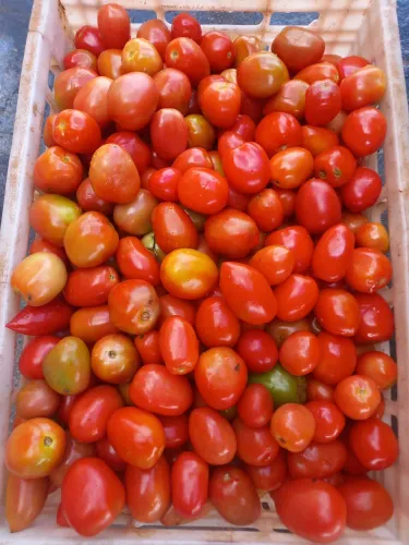 TOMATE DE QUALIDADE EM ATACADO