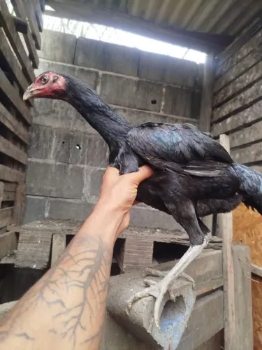 Franga índio 6 meses