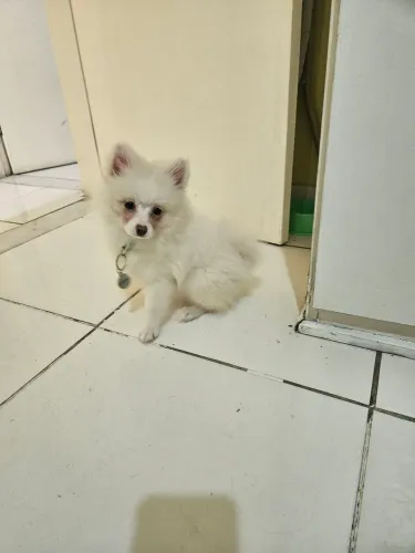 Spitz alemão Lulu da Pomerania