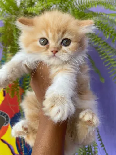 Fêmea de Gato persa com Exame e pedigree