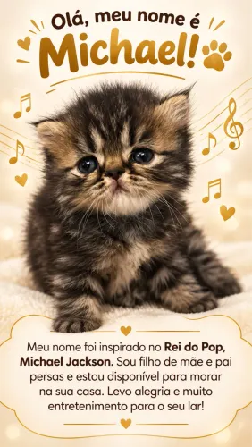 Gato persas 