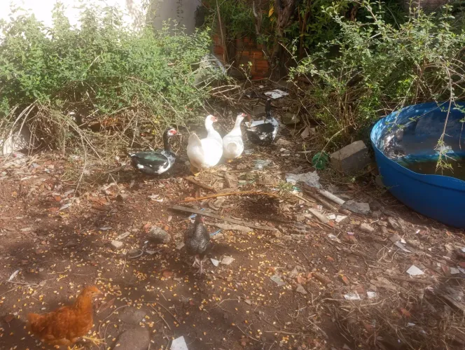 Vendo ou troco 