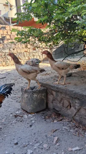 Galinhas