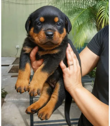 Rottweiler Esse filhote vai virar o xodó do seu filho