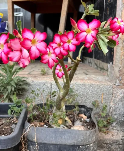Rosa do Deserto