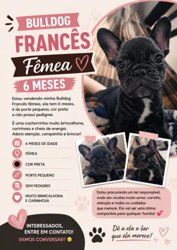 Bulldog francês fêmea 06 meses porte pequeno pelagem tigrada 