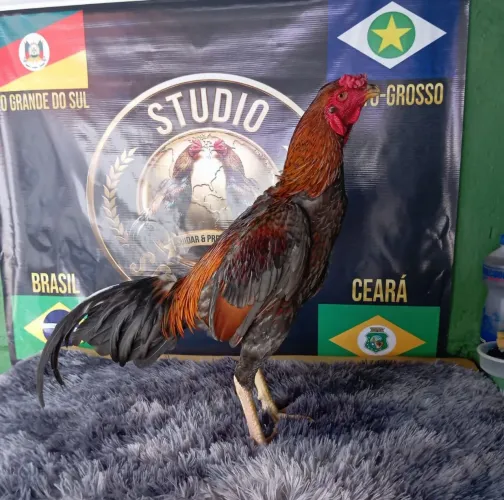 Aves 