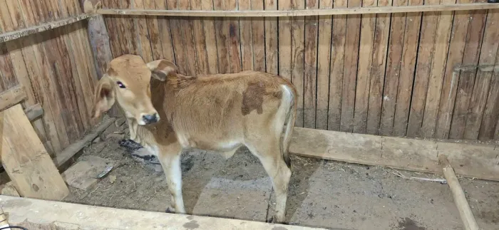 Vaca prenha com terneira ao pé