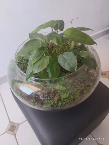 Terrario redondo de vidro
