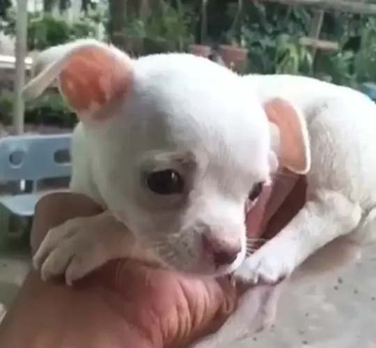 Chihuahua com valores facilitados 