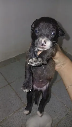 Adoção