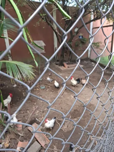 Galinhas garnizé