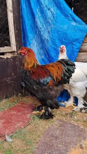 Frango brahma perdiz e light