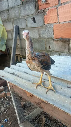 FRANGO ÍNDIO PURO!!!!