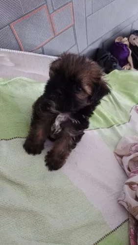 Filhote de sheh thz, com maltês, macho, 45 dias