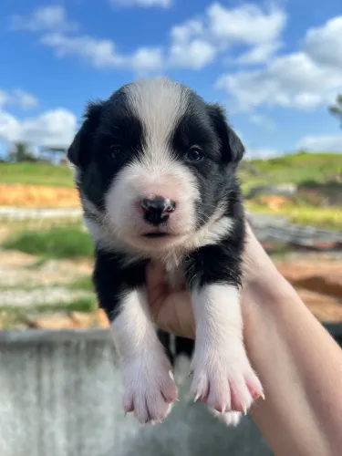 Lindos filhotes de Border collie!