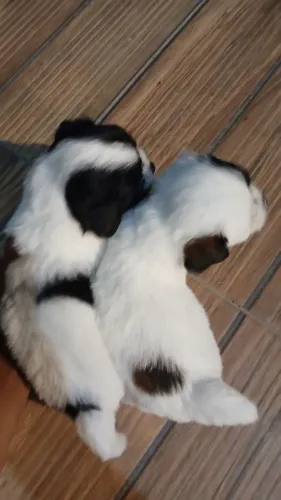 Filhote de Shih Tzu com poodle
