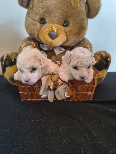 Bebês de Poodle Micro Toy 