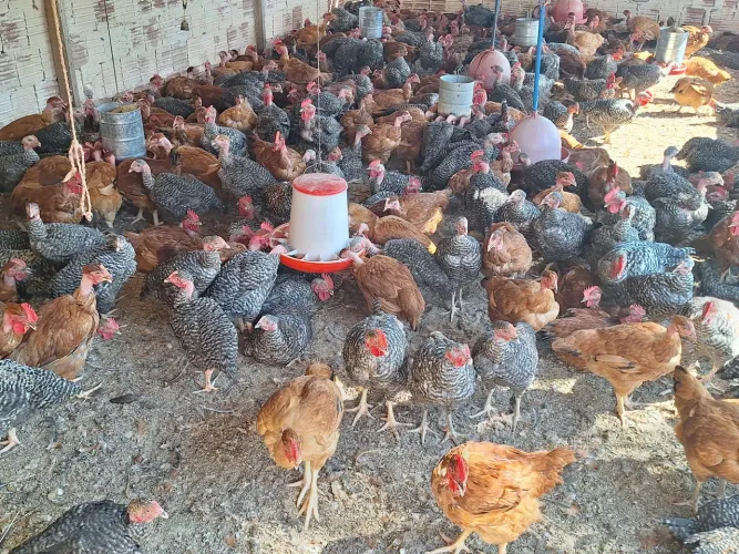 Venda Frango e Frangas
