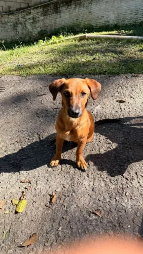 Macho caramelo para adoção 8 meses
