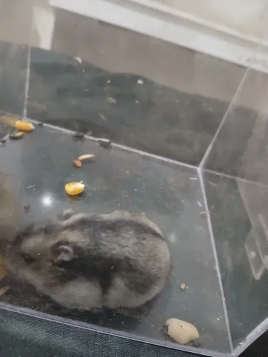 Hamster anão russo