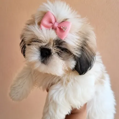 Shih Tzu