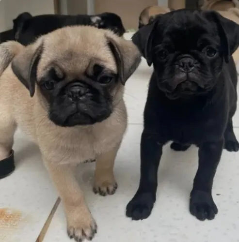 Filhotes de Pug disponível 