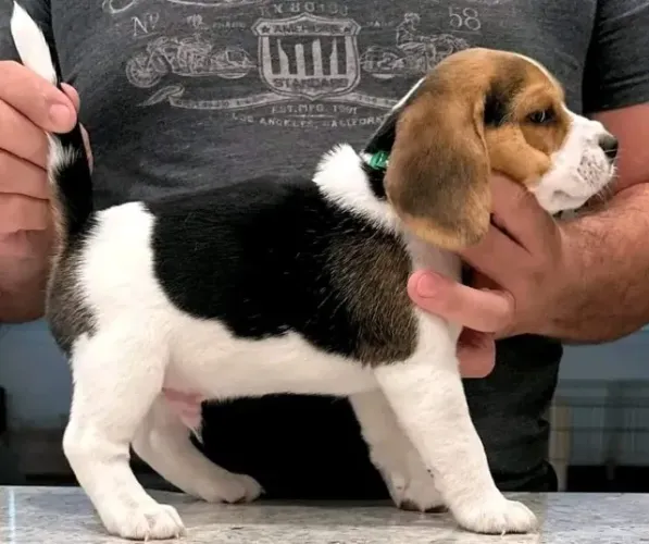 Filhotes de Beagle | Filhote com carisma especial.