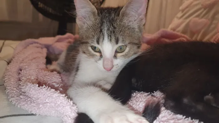 Gato macho para doação ( quase 4 meses de idade )