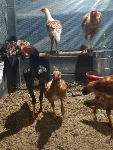 Índio gigante ovos, frangos e adultos