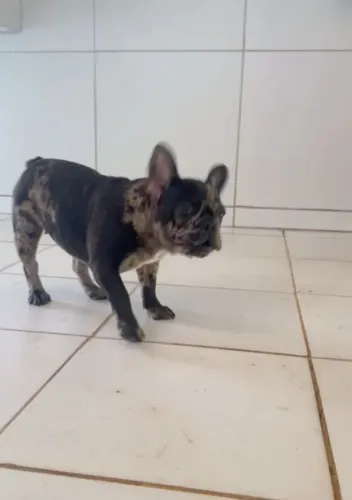 Filhote de buldogue francês fêmea 7 meses.$2.700.zap *30