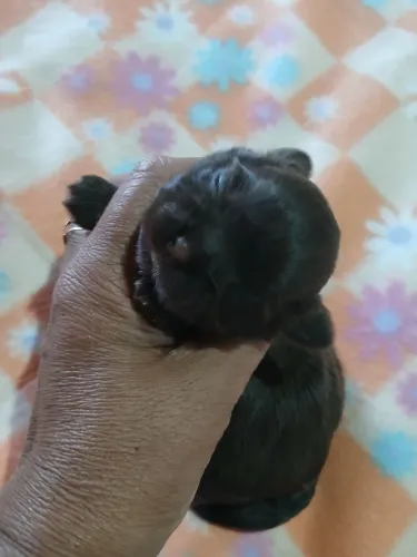 Femeas shihtzu chocolate para reservas