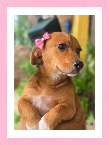 Adoção 4 meses, castrada, vacinada, leia o texto