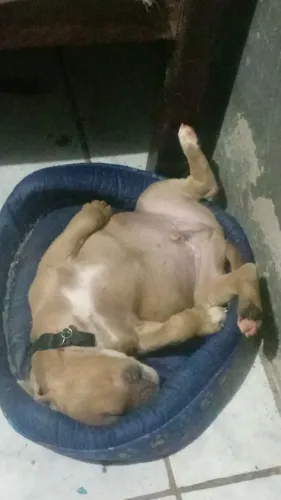 Vendo de filhote de american bully standard 2 meses 600 reais no precinho